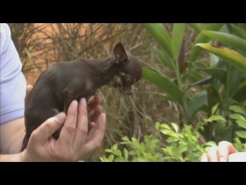The world's smallest dog: Milly the Chihuahua awarded the Guinness World Record