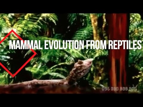 Mammal Evolution from Reptiles