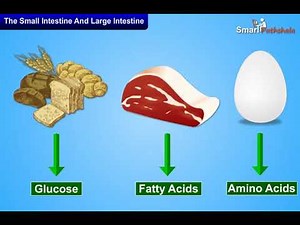 NCERT CBSE Class 7 Science Chapter 2 Nutrition in Animals Part 4