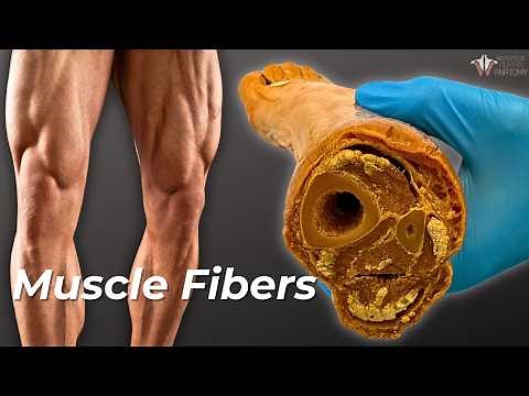 How Your Muscle Fibers Change With Exercise