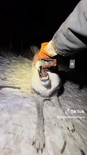 Understanding Wolf Behavior in Wildlife