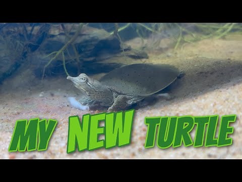 My New Baby Soft shell Turtle Setup + Feeding Time!