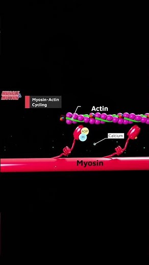 How a Muscle Contracts | Muscle Physiology 101