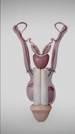 Male Reproductive System with 3D Animation