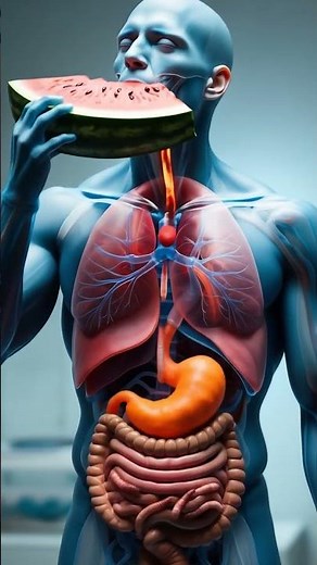 The AMAZING 3D Journey of Watermelon Digestion | Inside the Human Body Animation