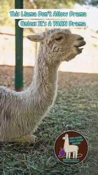This Llama Don’t Allow Drama..Unless It’s A Yarn Drama Song #suno
