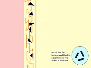 Gram-positive vs Gram-negative Bacteria