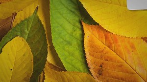 How To Freeze Runner Beans Fresh from the Garden - Garden Doctor