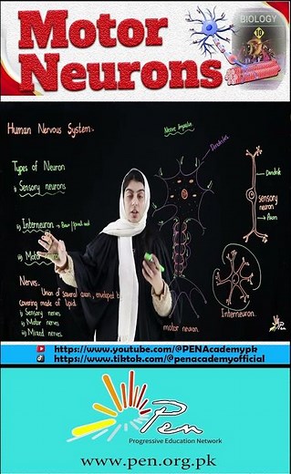 "Motor Neuron Explained in 1 Minute | Nervous System Basics"