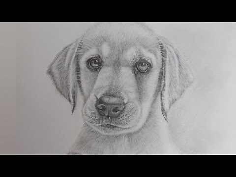 How to Draw a Realistic Puppy Dog Labrador Retriever