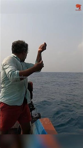 Catching Barracuda Fish in the Deep Sea #fishing #fishingvideo #fishingtime