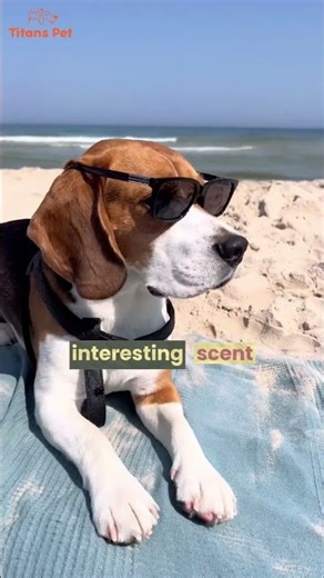 Beagle vs Basset Hound | Which Dog Breed Is Right for You? | Complete Comparison