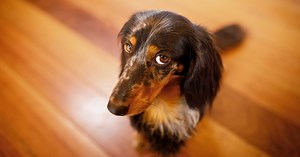 Why Your Dog Has Started Pooping in the House & How to Stop It