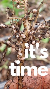 76K views · 240 reactions | Time to terminate our spring pea cover...