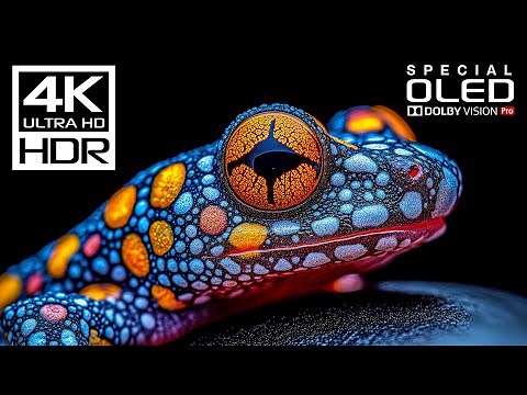 World's Most Incredible 4K Videos | 4K HDR 60fps | Dolby Vision
