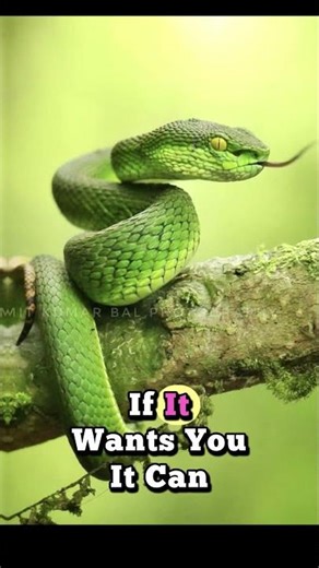 The Flying Snake: The Terrifying Creature Humans Were Never Meant to See #facts #snake