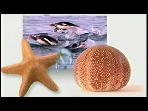 Eyewitness Ocean (1997) VHS