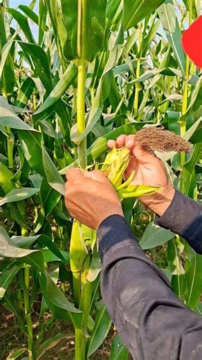 Signs of Maturity: How to Know Maize Is Ready for Harvest #maximumyield #growhappy
