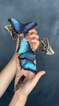 BLUE MORPHO BUTTERFLIES🦋