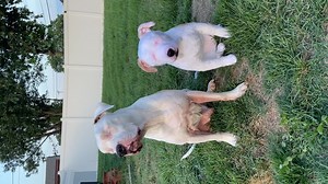 Now you can get a 𝗖𝗨𝗦𝗧𝗢𝗠 𝗦𝗧𝗨𝗙𝗙𝗘𝗗 𝗔𝗡𝗜𝗠𝗔𝗟 that looks just like your pet! "We were amazed with how fabulous his clone turned out. In every detail, they brought Mr. Bear back to life. Will definitely be recommending to all my fellow pet lovers. Thanks so much!" - Corrie M. ⭐⭐⭐⭐⭐ ✅ Donation for Every Purchase! ✅ The Perfect Gift for Pet Lovers! ✅ All Animal Species & Breeds! ✅ 100,000 Satisfied Customers! Ordering is easy, just upload a few pictures and tell us about your pet's uni