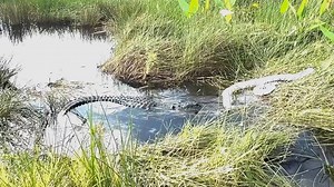 Gator takes a bite out of an invasive python in the Everglades; see the battle