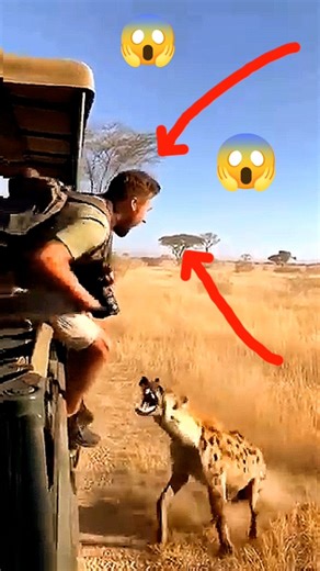 😱🧠Here is an important thing you need to know about the wolf🐺 #wolf