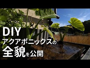 【DIY】アクアポニックス・ツアー☆ 自作アクアポニックスの全貌を公開！ コンポストで楽しく野菜を育てる有機水耕栽培【田舎暮らし】