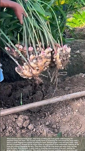 Farmers Harvest Fresh Ginger with Care for Clean, Whole Rhizomes #farmingtips #harvest
