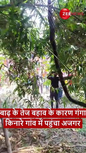 44K views · 154 reactions | A 12-foot-long, 62-kilogram python is being rescued in Chhapra. #Python #ViralVideo | Zee News English | Facebook