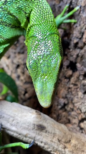 12K views · 4.6K reactions | Although my green tree monitor lizards...