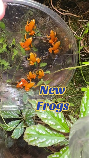 Exploring Orange Mantellas and Southern Variabilis Frogs