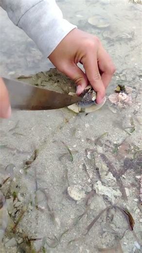 This shell is a blood clam the thickness of its shell made me hard to open😊