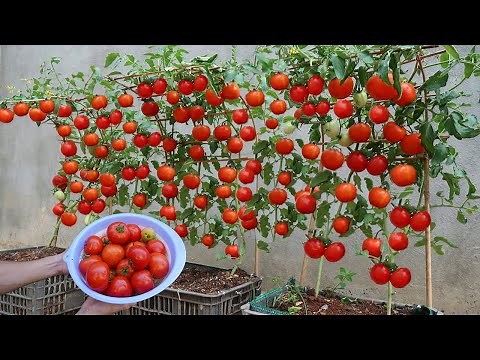 How to grow tomatoes fast and big fruit at home