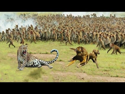 30 Most Unbelievable Moments When Predators Are Defeated By Their Prey