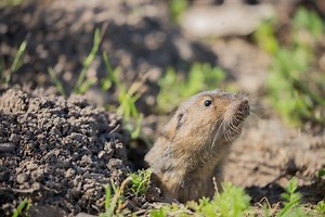 How To Trap A Gopher Like a Pro: 5 Easy Steps