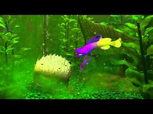 Finding Nemo Clip