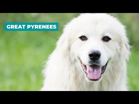 Great Pyrenees Dog Breed Guide - Pyrenean Mountain Dog