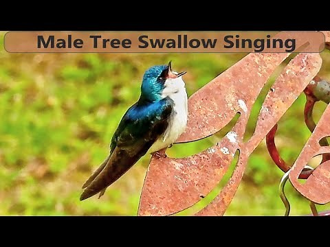 Tree Swallow Song and Calls