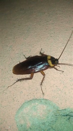 Cockcroch insect part - 31 #cockroach #insects #shorts