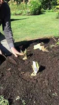 How to Plant Bearded Iris
