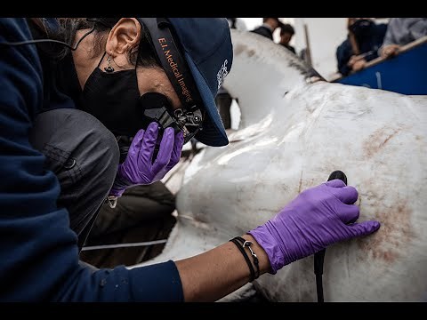 SCIENCE BRIEF: How Do Sharks Reproduce?