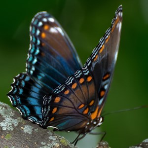 20 Common Butterflies Found in Utah! (ID Guide)