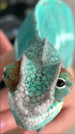 Mind-Blowing Fact About CHAMELEONS