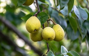 How to prune pear trees: beginners pruning guide - Garden Ninja: Lee Burkhill Garden Design