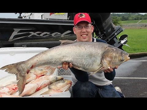 Fishing for Asian carp - How to catch bighead carp. Cooking silver carp.