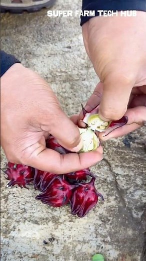 Harvesting Roselle (Hibiscus sabdariffa) for Tea #farminglife #farming #harvesting