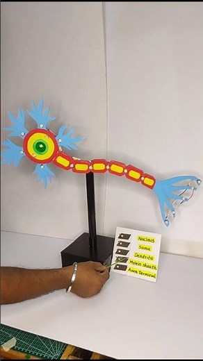 Neuron structure working model | biology project #scienceproject #biology #science