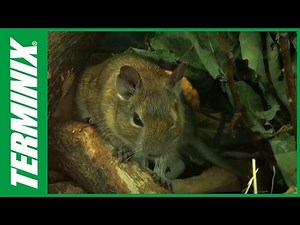 Rodents Facts and Rodent Control Tips with Terminix