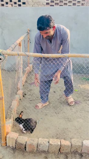 Gabbar Pet House on Instagram: "Catch A Rabbit With Hand #rabbit #rabbitbaby #rabbitfarming"