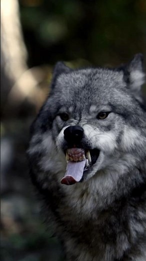 Angry wolves fight #wildanimals #shorts #wolf